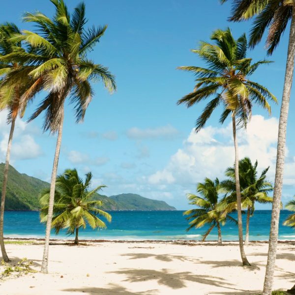 Exotic_Palm_Beach_original_1103254 (1)